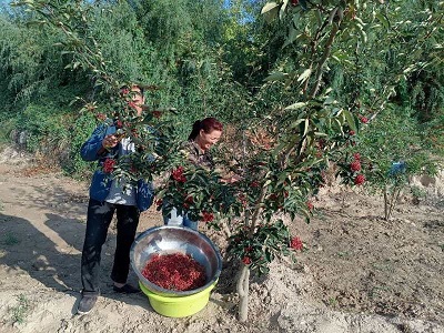 國(guó)網(wǎng)劉家峽水電廠(chǎng)：企業(yè)賦能振興  花椒飄香山梁