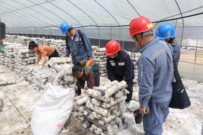 貴州興仁供電局電力賦能助力食用菌撐開“致富傘”